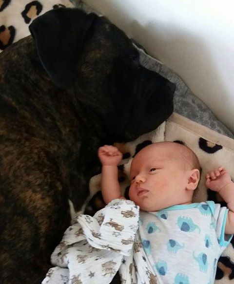 Dziś dobranoc mówi Wszystkim Samson <3 Jak widzicie odmieniliście jego życie ..jego i wielu innych Człowieków Kochani 